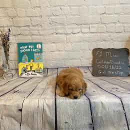 Goldendoodle and Poodle Puppies from Partridge Doodles and Poodles