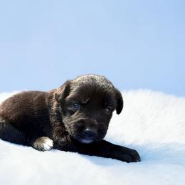 Riff - Red tri-color male Australian Shepherd puppy in Statesville, North Carolina from Charming Australian Shepherds