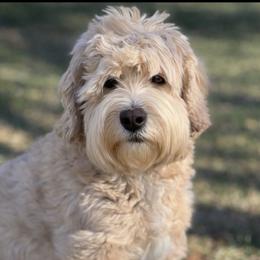 Sophie - Australian Labradoodle