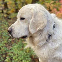 Rocky - Golden Retriever