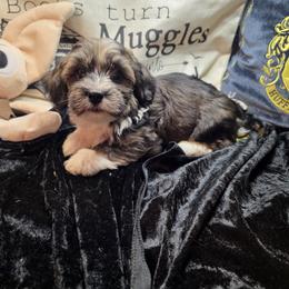 Jason - Fawn sable male Havanese puppy in Deer Park, Washington from Mt. Top Havanese