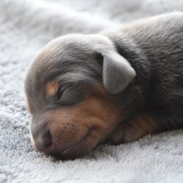 Blue 1 - Blue and tan female Dachshund puppy in Afton, Oklahoma from C5 Doodles
