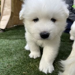 Samoyed Puppies from The Floof Brigade