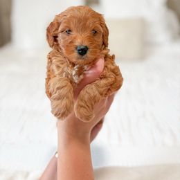 Midnight - Red  male Goldendoodle puppy in Vancouver, Washington from Pnwfamilydoodles