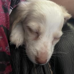 Dachshund Puppies from Hobby Horse Homestead