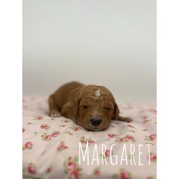 Margret - Red  female Goldendoodle puppy in Smithfield, Kentucky from KBK9 Kennels