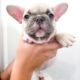 French Bulldog Puppies from Pawzitive Frenchies