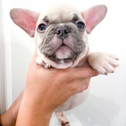 French Bulldog Puppies from Pawzitive Frenchies