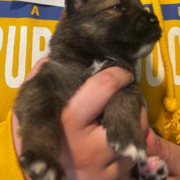 Girl 3 - female Nenets Herding Laika puppy in Rockville, Maryland from Skais the Limit