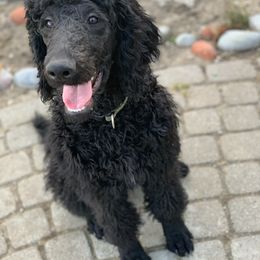 Goldendoodle, Golden Retriever, and Poodle Puppies from Miya's Designer Pups