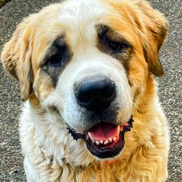 Lilly - Saint Bernard