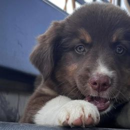 Miniature Australian Shepherds and Pembroke Welsh Corgis from Cannon Hill Kennels