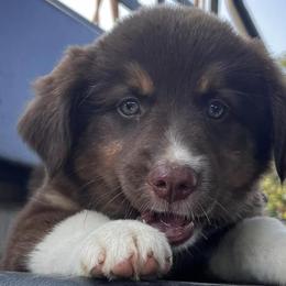 Miniature Australian Shepherds and Pembroke Welsh Corgis from Cannon Hill Kennels