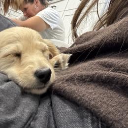 Cavapoo and Dachshund Puppies from Bliss Hafen