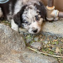Australian Shepherd Puppies from Roosters Brand of Aussies