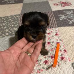 Boy 3 - Black and tan male Yorkshire Terrier puppy in Estiffanulga, Florida from Halls Tiny Yorkies