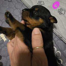 Rottweiler Puppies from Rottbies