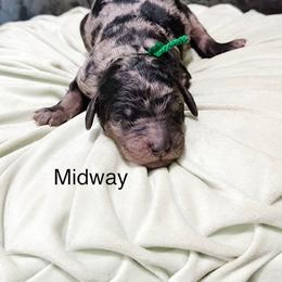 Midway - Merle male Goldendoodle puppy in Pasco, Washington from Camp Doodle Woods