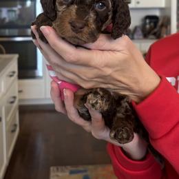 Cockapoo Puppies from Ham’s Cockapoos