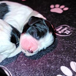 English Springer Spaniel puppies from Riled Up Ranch LLC -  Springer Spaniel Puppies