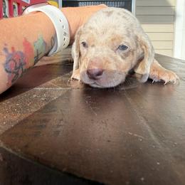 Dachshund Puppies from Finleys Babies