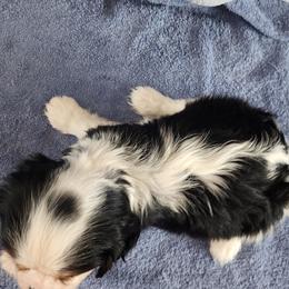 Boy 4 - Tri-color male Cavalier King Charles Spaniel puppy in Mcgregor, Minnesota from Country Cavaliers