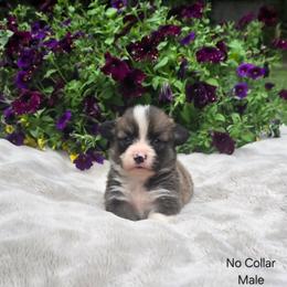 No Collar Male - Sable male Pembroke Welsh Corgi puppy in Tenino, Washington from LoneStar Corgis NW
