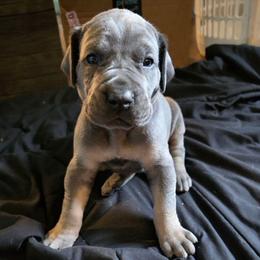 RICK tan or brindle point red - Blue male Great Dane puppy in Port Clinton, Ohio from LakeSide Danes