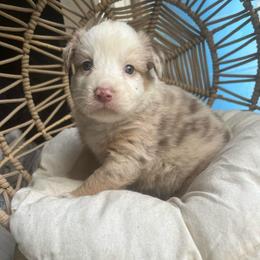 Lola - Red merle female Australian Shepherd puppy in Grants Pass, Oregon from Carmel Mountain Aussies