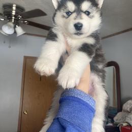 Siberian Husky Puppies from Douglas Mountain Farm and Kennel
