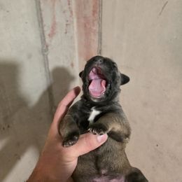 Girl 2 - Fawn female Cane Corso puppy in Vernal, Utah from Diamond Ridge Cane Corsos