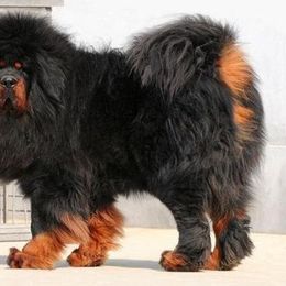 German Shepherd and Tibetan Mastiff All Grown Up from Von Reich Haus