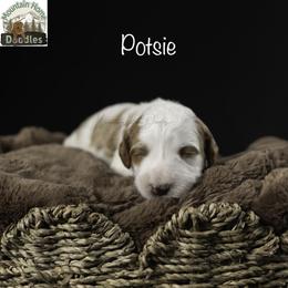 Potsie - Apricot male Australian Labradoodle puppy in Cashmere, Washington from Mountain Home Doodles