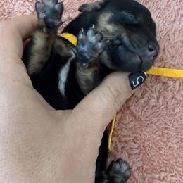 Yellow flower - Black and tan female Dachshund puppy in Cleburne, Texas from Powers English Springer Spaniels