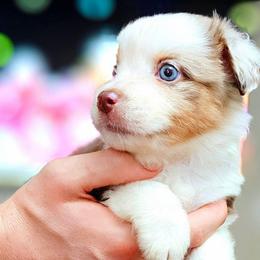 Chipper - Red merle male Miniature Australian Shepherd puppy in Punta Gorda, Florida from Christie's Creekside Aussies