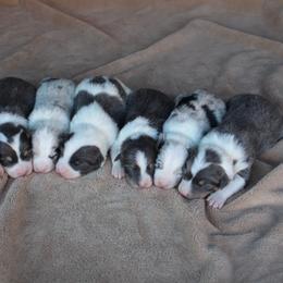Border Collie Puppies from C Bar C Ranch