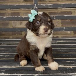 Sunflower - Brown and white female Aussiedoodle puppy in Cartersville, Georgia from Simply Blessed Doodles