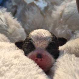 Ace - Black and white male Mal-Shi puppy in Apollo Beach, Florida from Gemstone Exclusive Pups of Florida