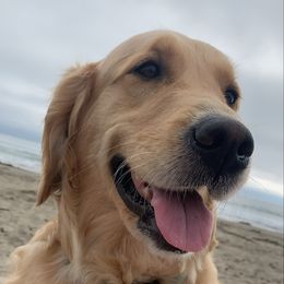 Golden Retriever Puppies from Golden Stone Retrievers ext.