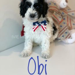 Goldendoodle Puppies from Ivie Mountain Doodles