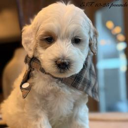 K-Blue Boy - Parti male Goldendoodle puppy in Lewisville, Texas from Texas Goldendoodle Lovers