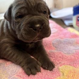 Cane Corso and Lowchen Puppies from High Royal Kennel