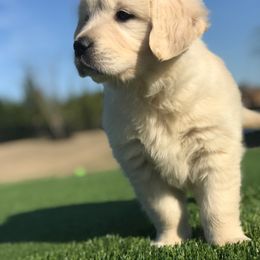 Golden Retriever Puppies from Rockinbfarms