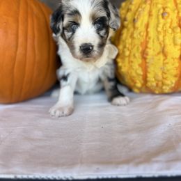 Pumpkin - Blue merle female Aussiedoodle puppy in Eastland, Texas from H5 Mini Doodles
