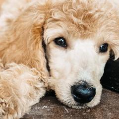 Poodles from Rocky Mountain Luxe Puff Poodles