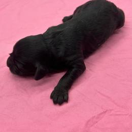 Girl 2 - female Cavapoo puppy in Burke, New York from Patti’s Puppies