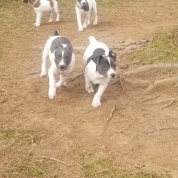 Rat Terrier Puppies from Live Wire Rat Terriers