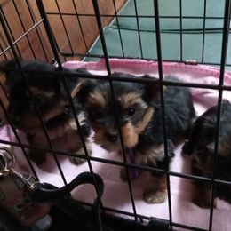 Yorkshire Terrier Puppies from Melody & Gingers Yorkies