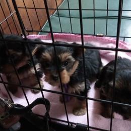 Yorkshire Terrier Puppies from Melody & Gingers Yorkies