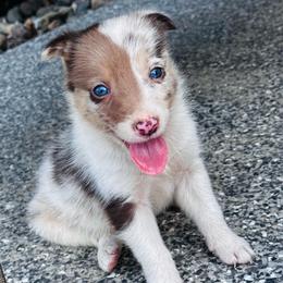 Girl 5 - pink - red merle tri - Red merle female Border Collie puppy in Minden, Iowa from Rocking N Registered Border Collies & Labradors